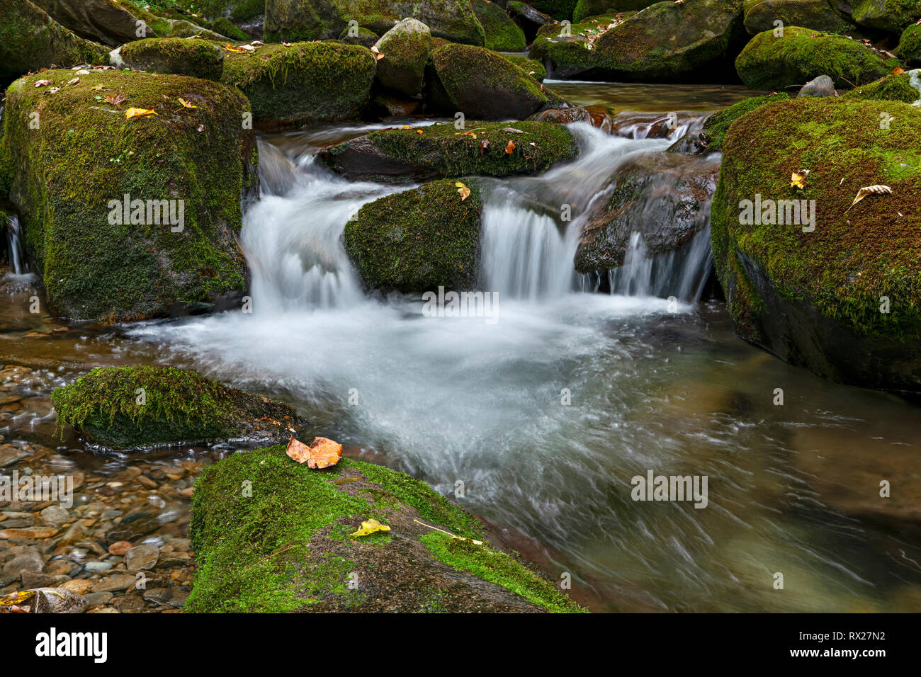Ruisseau de montagne à l'automne Banque D'Images