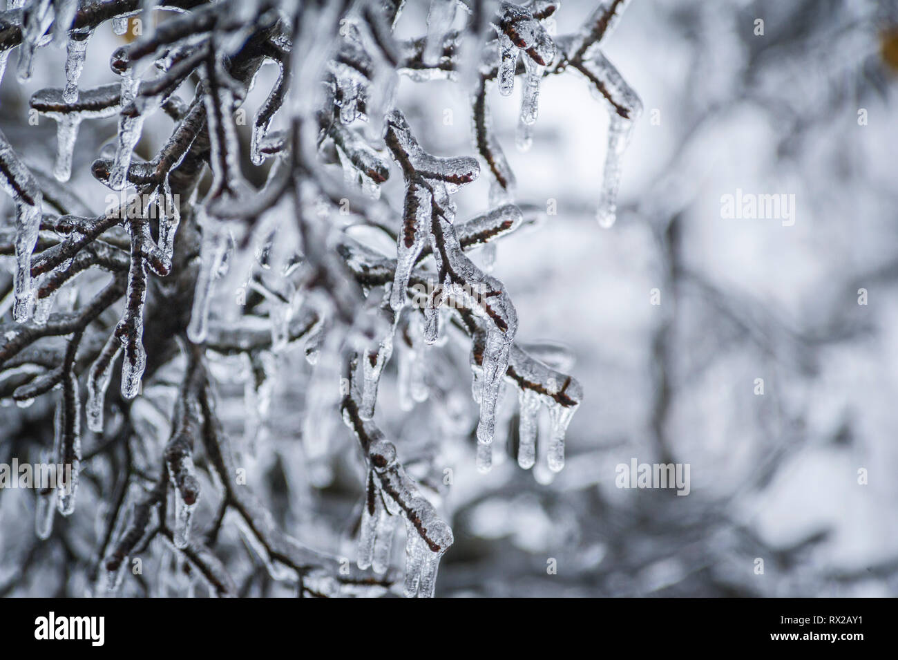 Les branches d'arbres couverts de glace après une pluie verglaçante dans l'Ontario, Canada Banque D'Images