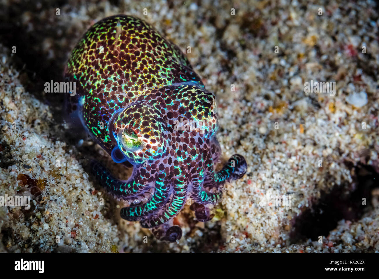 Bobtail squid Euprymna hummingbird, berryi, alias Berry's bobtail squid, le Parc National de Komodo, moindre petites îles, l'Indonésie, l'Océan Pacifique Banque D'Images