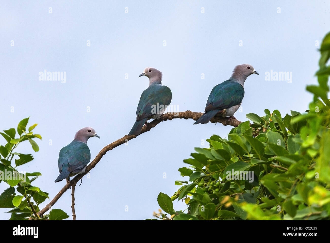 Green pigeon impérial. Le Sri Lanka. Banque D'Images