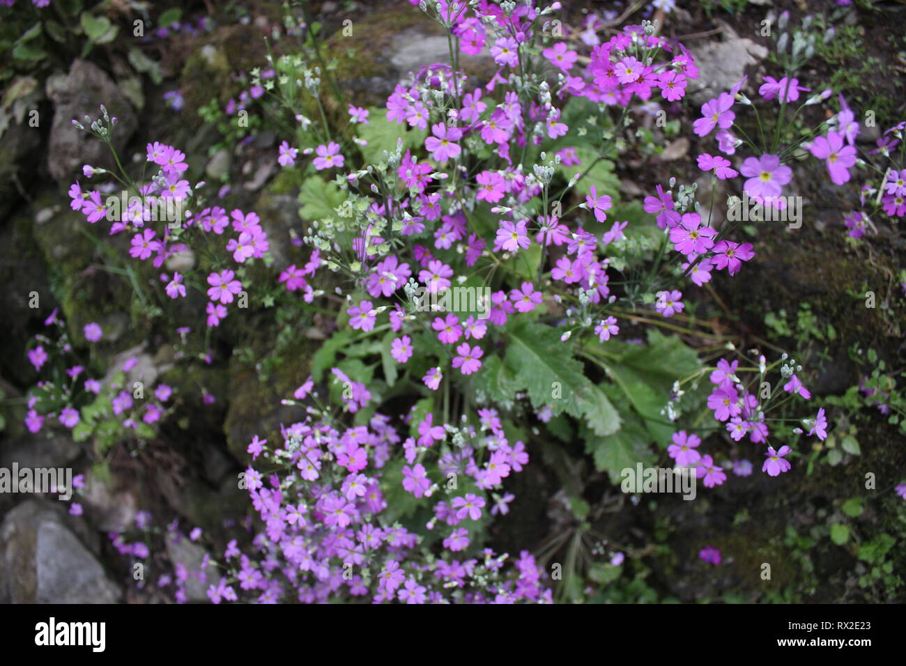 C'est côté colline fleur. et cette image est montrée la beauté naturelle du Sikkim, ce fascinant blooms est sur chaque maison dans le Sikkim. Banque D'Images