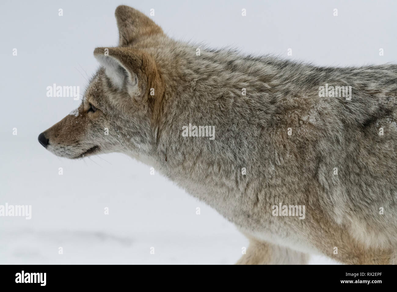 Le coyote chasse dans le Parc National de Yellowstone Banque D'Images