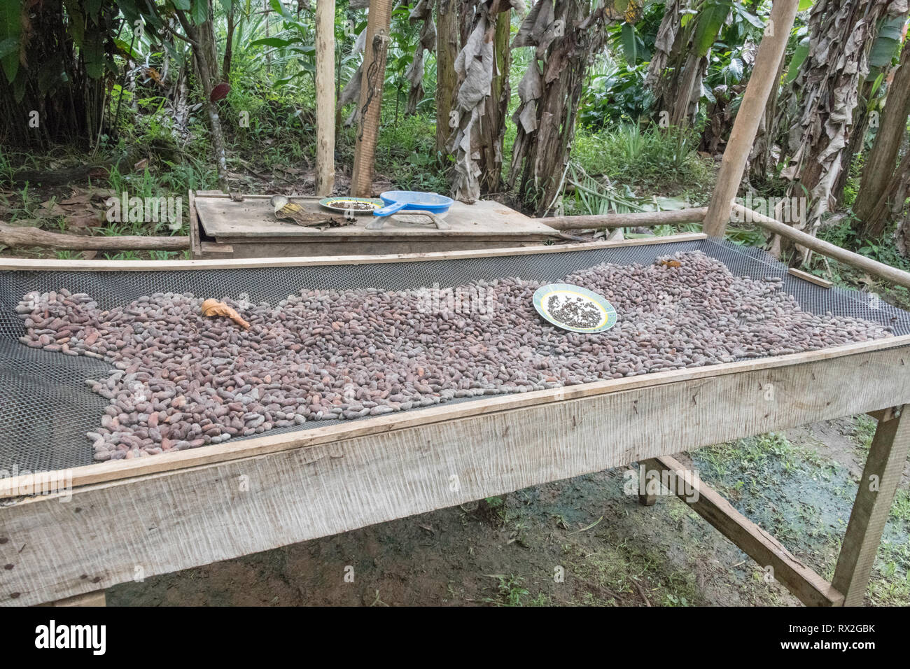 Les fèves de cacao séchées prêtes pour la meuleuse Banque D'Images