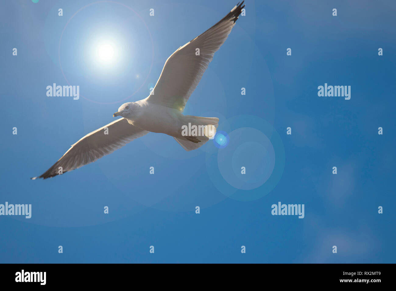 Pigeon blanc volant dans le ciel bleu vif à Philadelphie, PA Banque D'Images Pigeon blanc volant dans le ciel bleu vif à Philadelphie, PA Banque D'Images