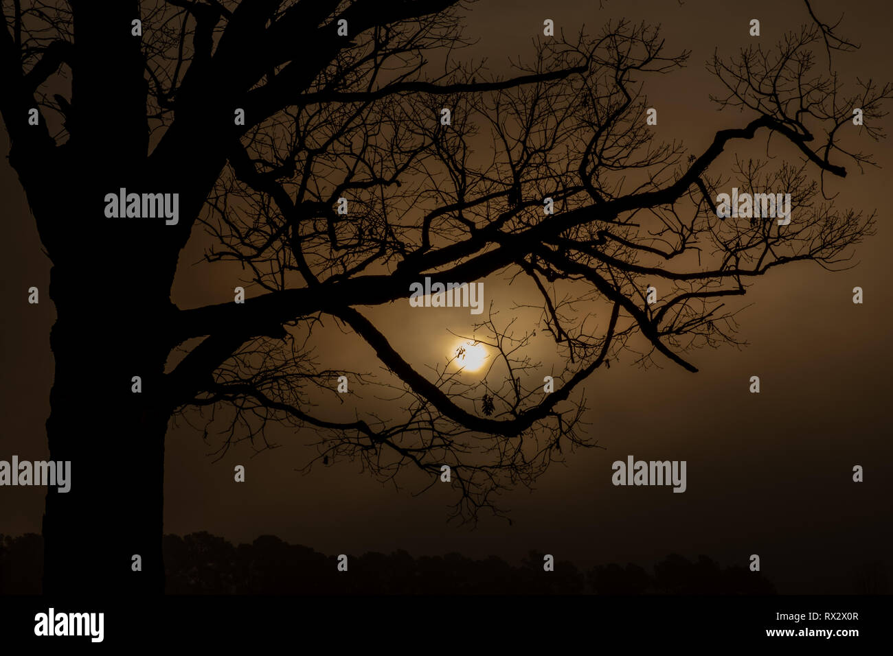 Un chêne majestueux est découpé par un lever de soleil brumeux à Raleigh en Caroline du Nord. Banque D'Images