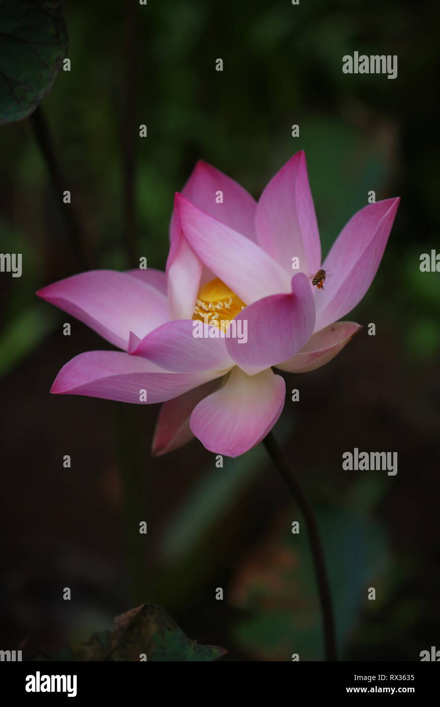 Fleur de lotus rose en lumière naturelle Banque D'Images