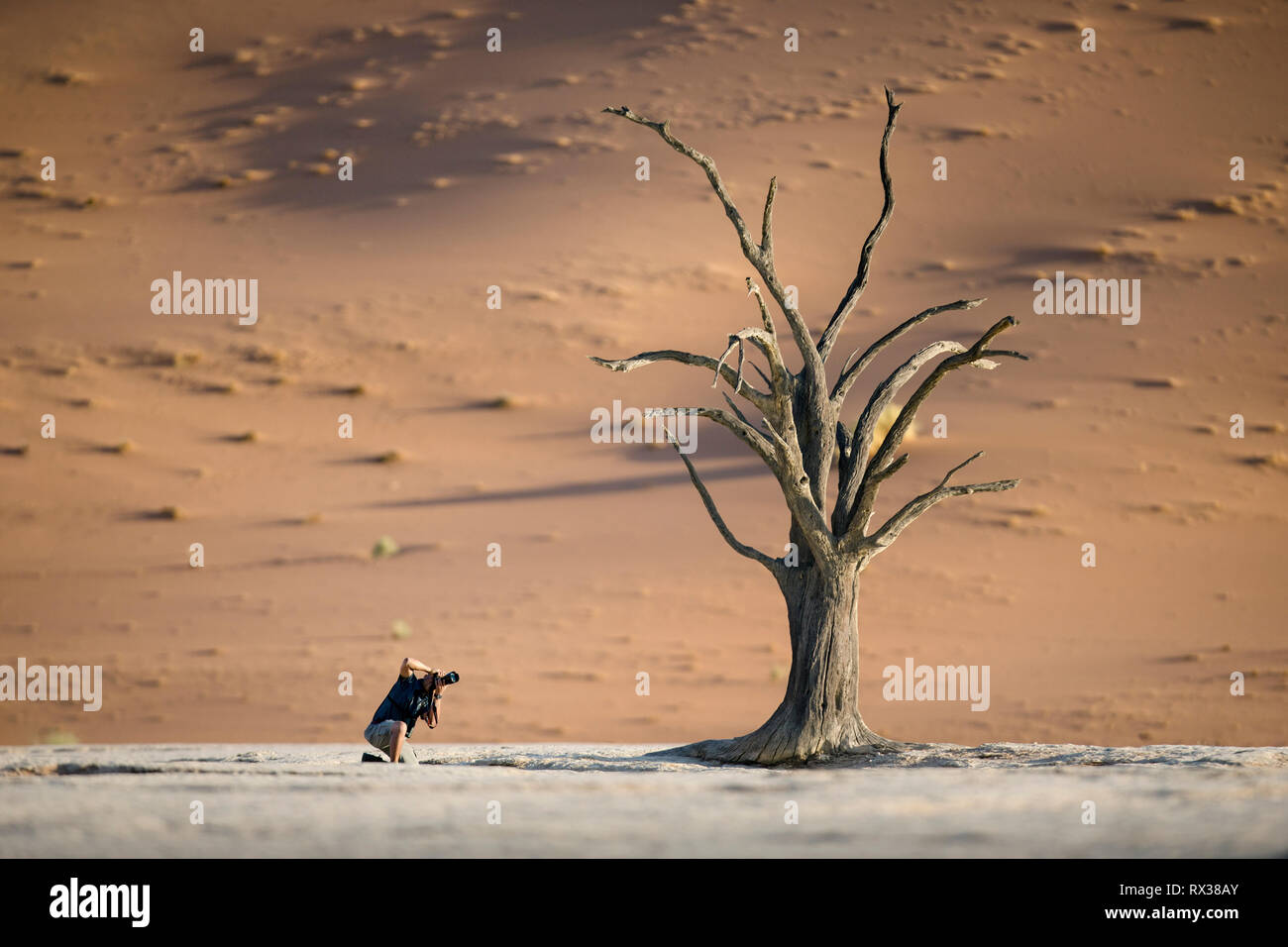 Un photographe de prendre une image d'un arbre en Sossuvlei, la Namibie. Banque D'Images Un photographe de prendre une image d'un arbre en Sossuvlei, la Namibie. Banque D'Images