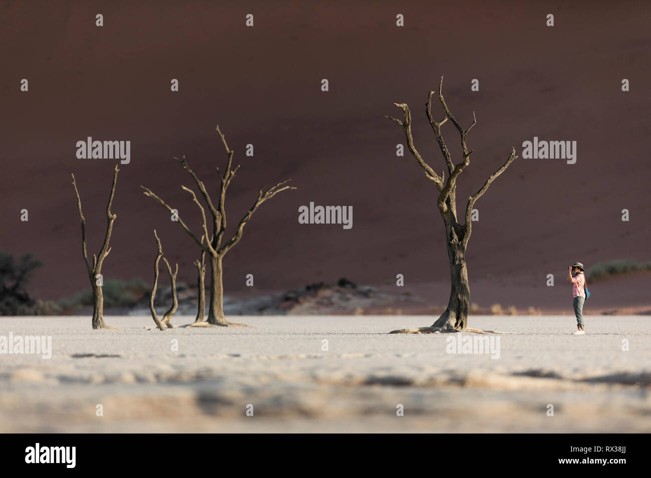 Un photographe de prendre une image d'un arbre en Sossuvlei, la Namibie. Banque D'Images Un photographe de prendre une image d'un arbre en Sossuvlei, la Namibie. Banque D'Images