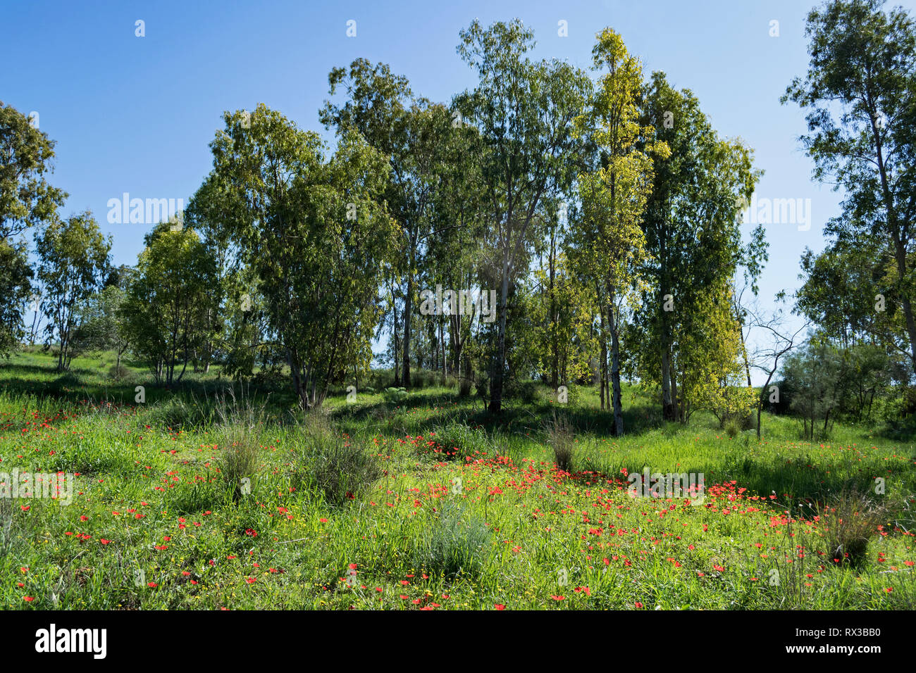 Anémone rouge entouré d'eucalyptus et de plantes sauvages dans la forêt rehama dans le Negev en Israël Banque D'Images