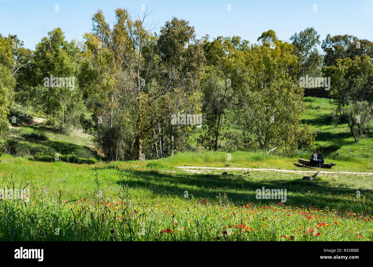 Deux randonneurs se reposant sur un journal dans l'herbe luxuriante et fleurs sauvages dans la forêt dans l'ouest de ruhama néguev en Israël Banque D'Images