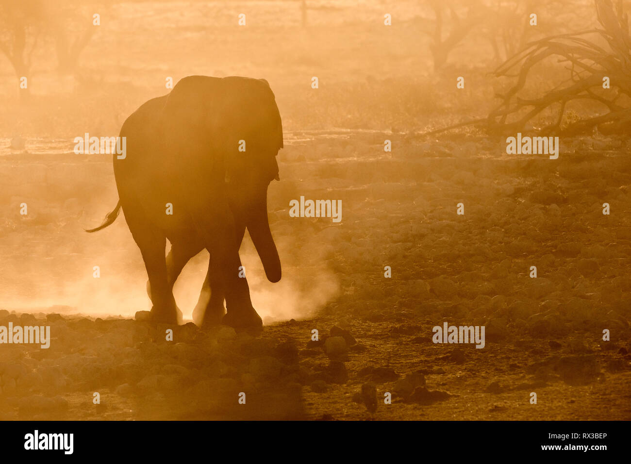 Silhouette d'éléphant dans la poussière jaune. Banque D'Images