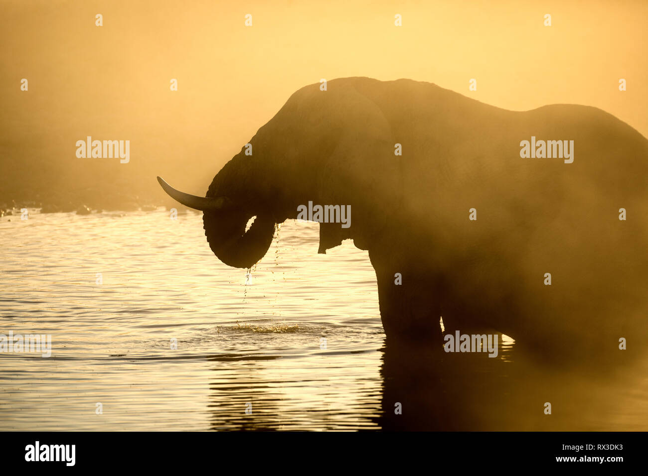Silhouette d'éléphant dans la poussière jaune. Banque D'Images