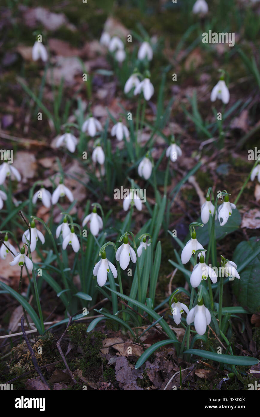 Perce-neige, les premières fleurs du printemps dans la forêt d'Auvergne Banque D'Images