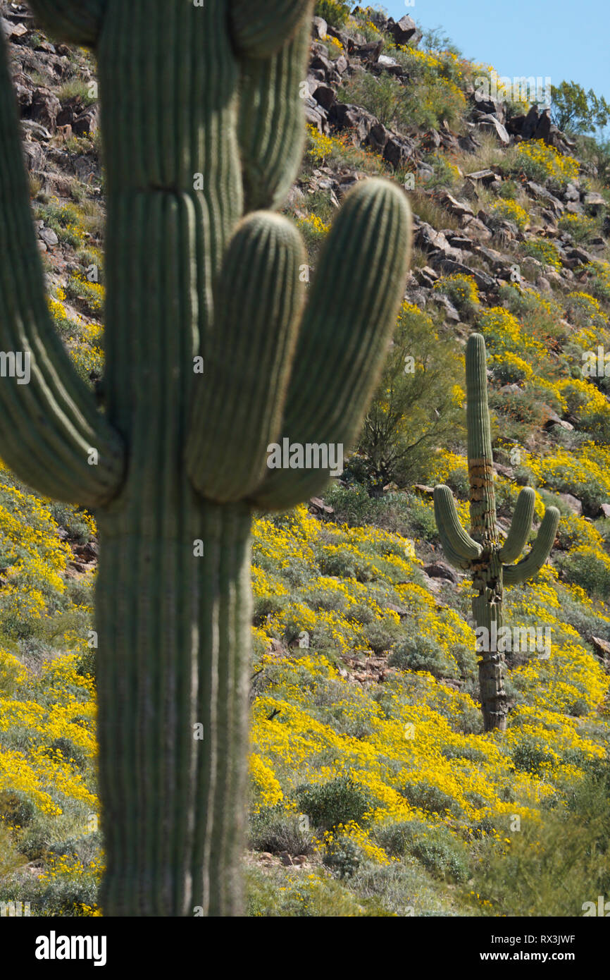 Un cactus est entouré de fleurs au début du printemps dans le désert à l'extérieur de Phoenix, en Arizona. Banque D'Images