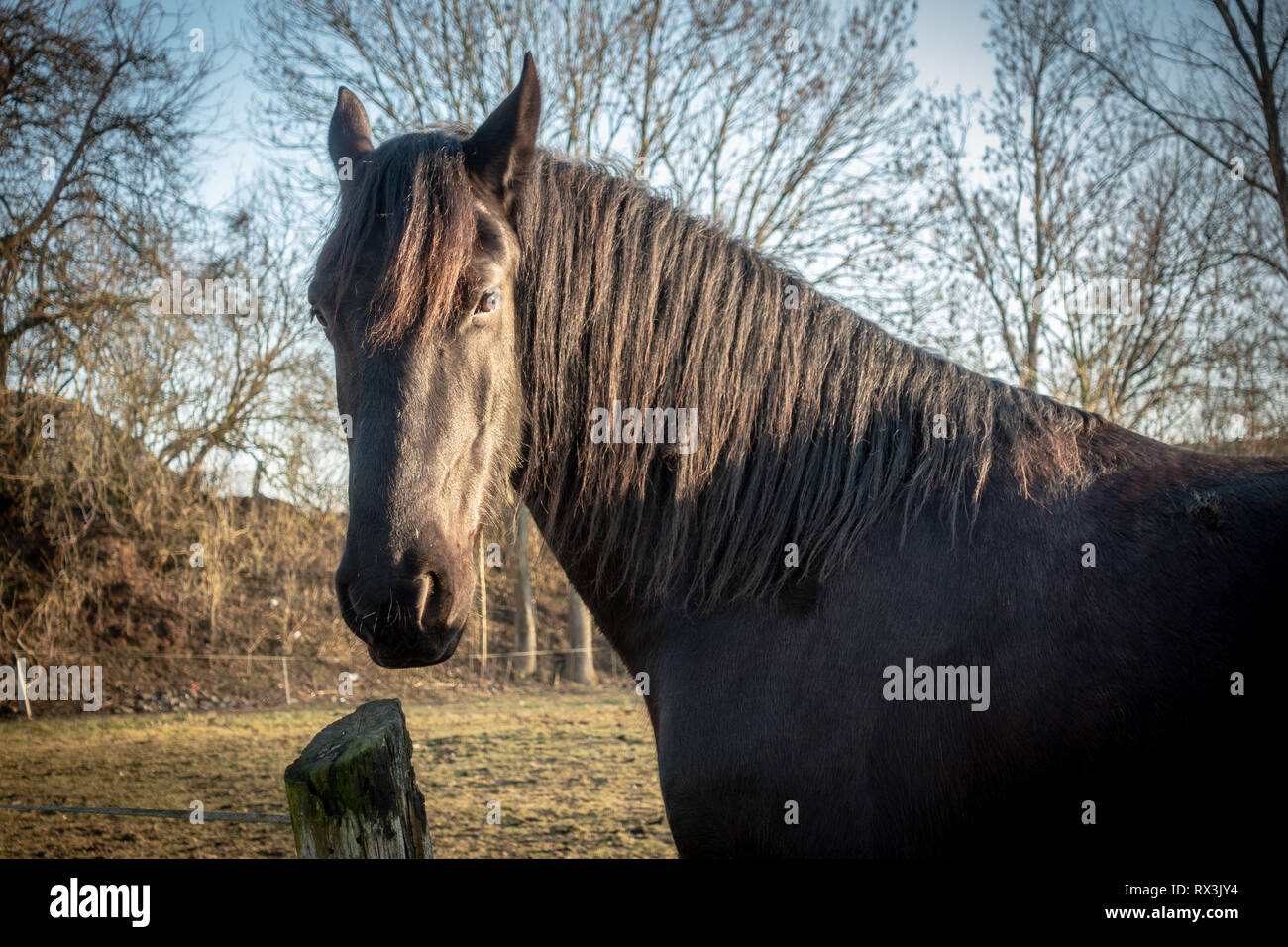 Chevaux noirs se tiennent sur une prairie et regarder dans l'appareil photo Banque D'Images