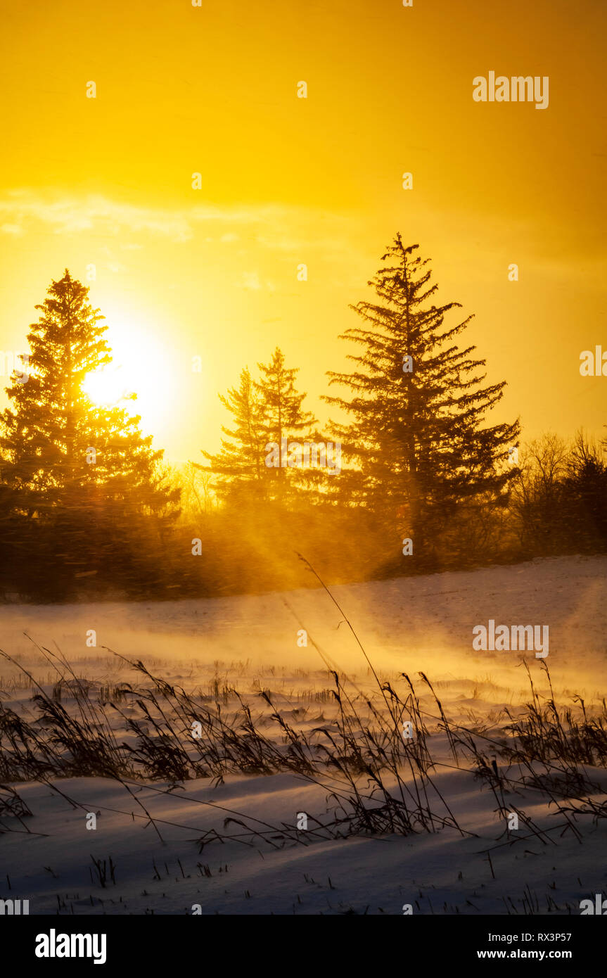 Un rétroéclairage sunrise pittoresque forêt rurale dans le milieu de l'hiver de l'Ontario, Canada Banque D'Images