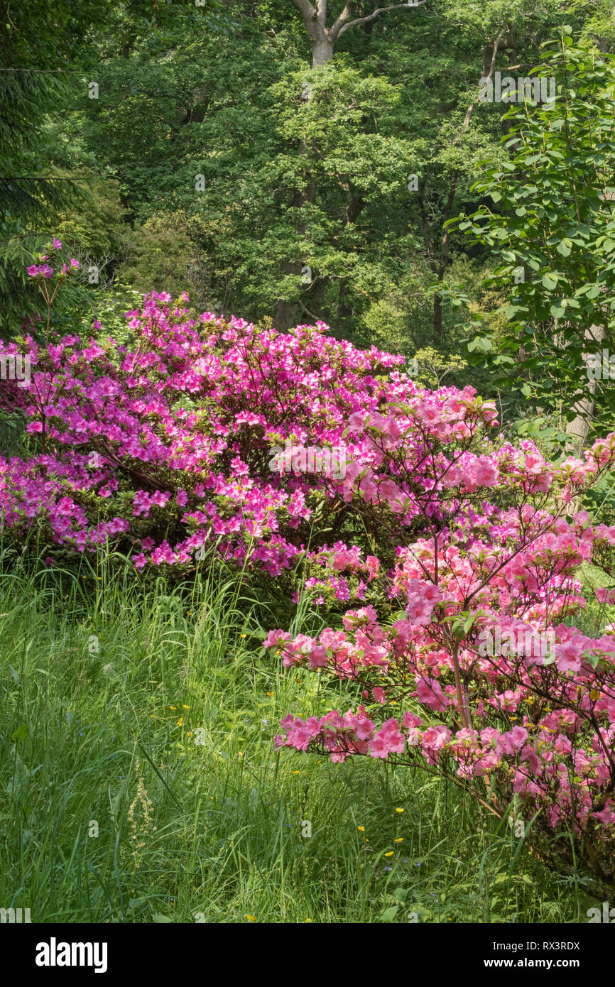Azalées de Woodland, Clyne Gardens en fleurs, Blackpill, Swansea, Pays de Galles, Royaume-Uni Banque D'Images