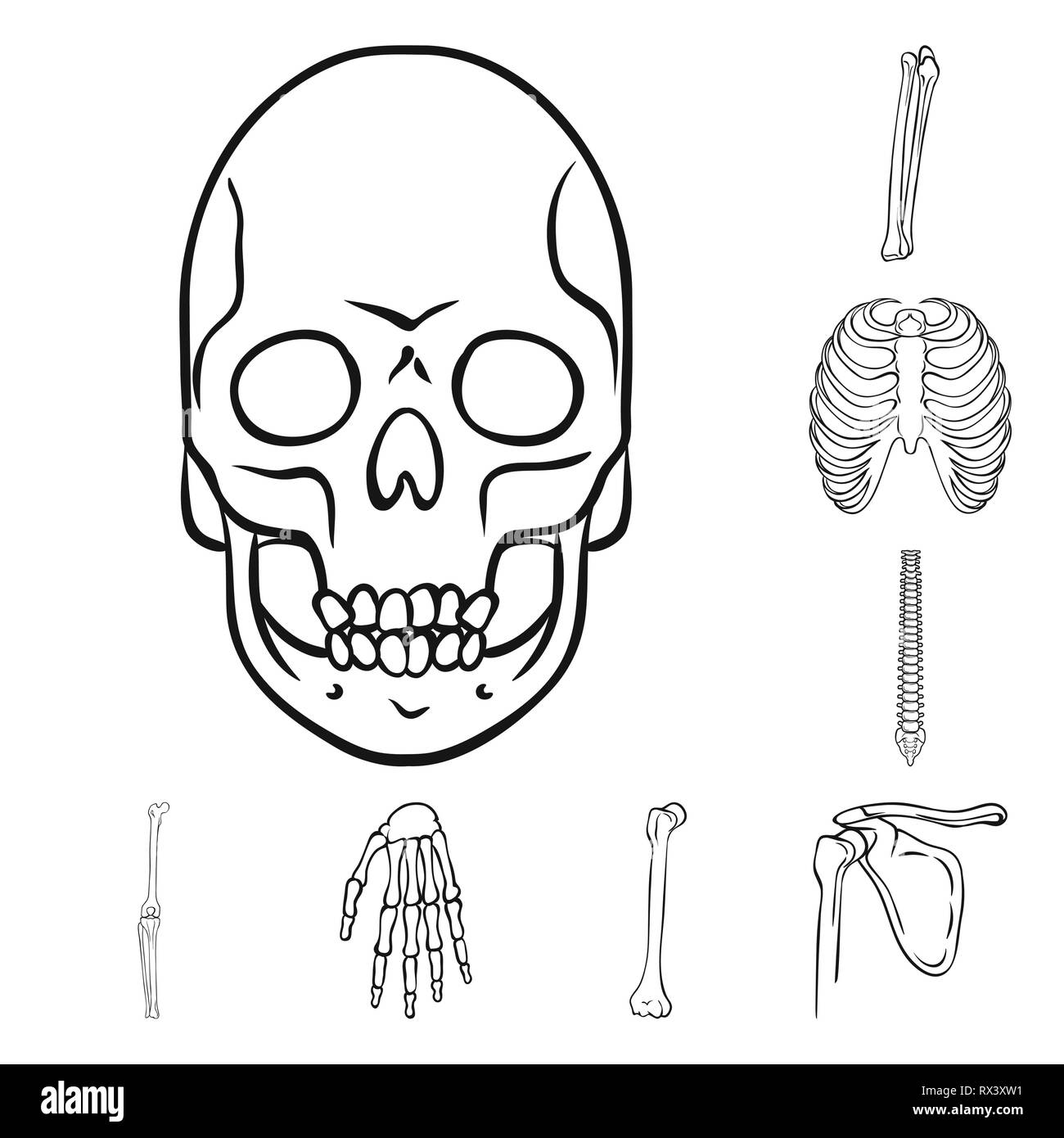 Crâne,fémur,nervure, genou,dos,poignet,la mort,la chiropratique,cage,joints,occasion,casse,bassin,horreur,body,ostéoporose,foot,tatouage,tibia,bras,jambe,posture,carpe,tête,fracture du péroné, sternum,chirurgie,santé,médecine,clinique,biologie,médical,os,,squelette anatomie,des,organes,,set,icône,,illustration,collection,isolé,design,graphisme,élément signe,ligne,plan,vecteurs vecteur , Illustration de Vecteur