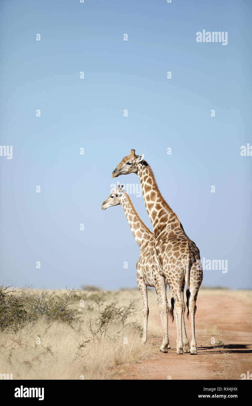 Une girafe tower en Namibie. Banque D'Images
