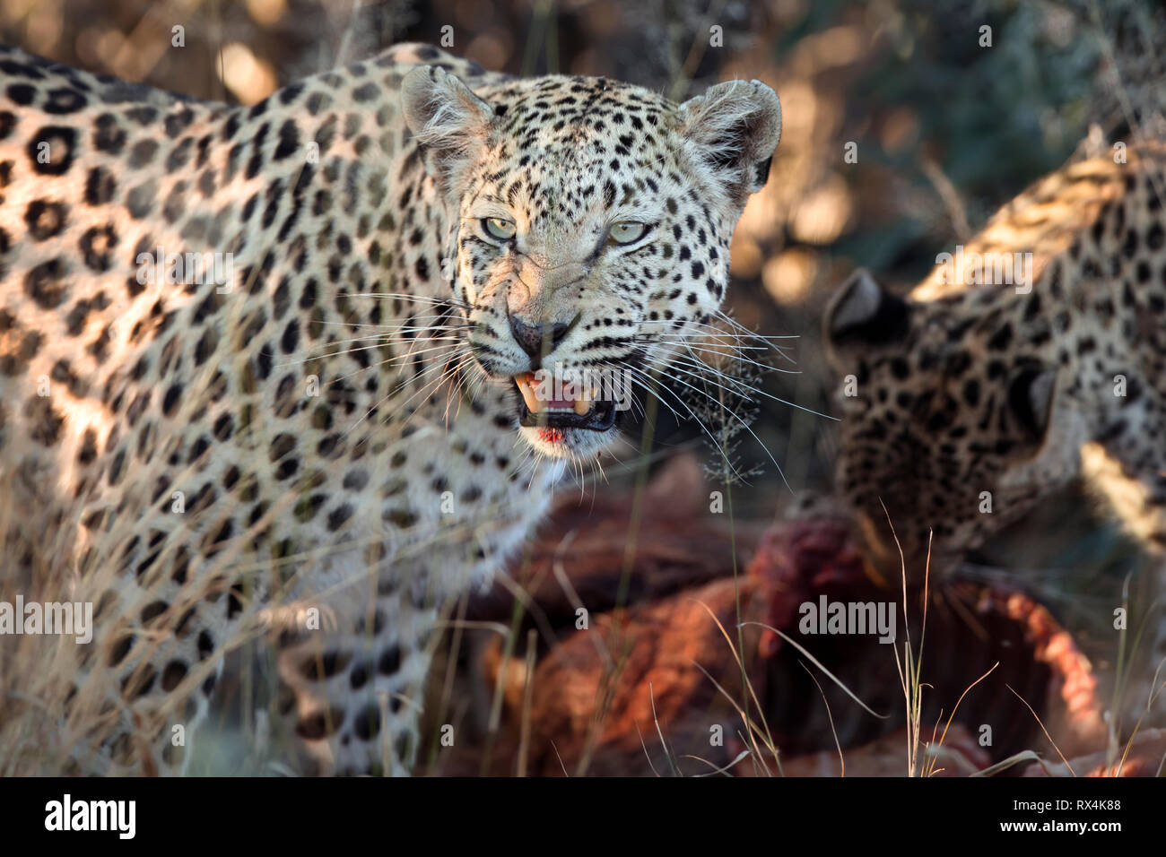 Un Leopard sur un kill en Namibie. Banque D'Images