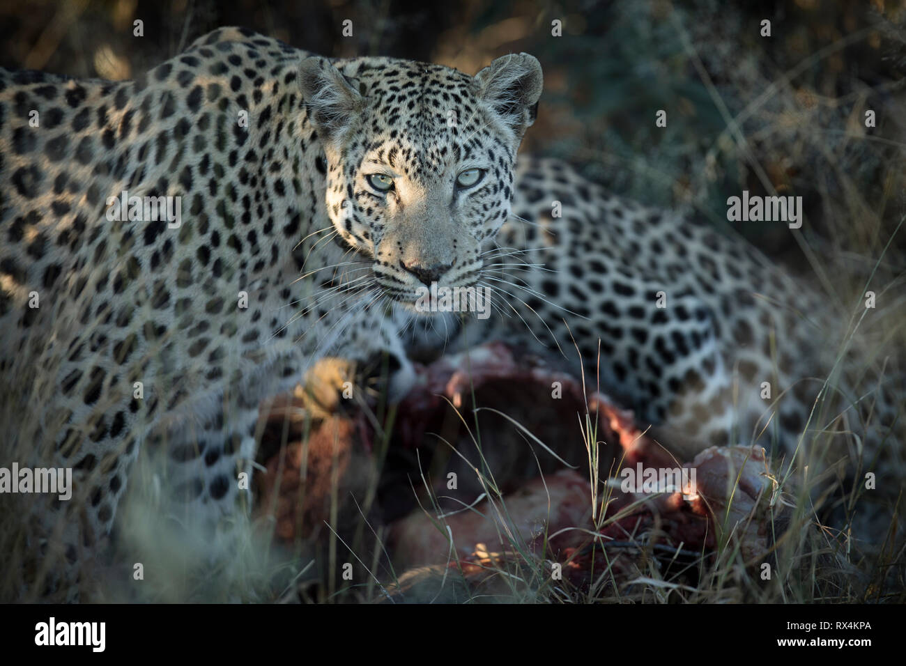 Un Leopard sur un kill en Namibie. Banque D'Images