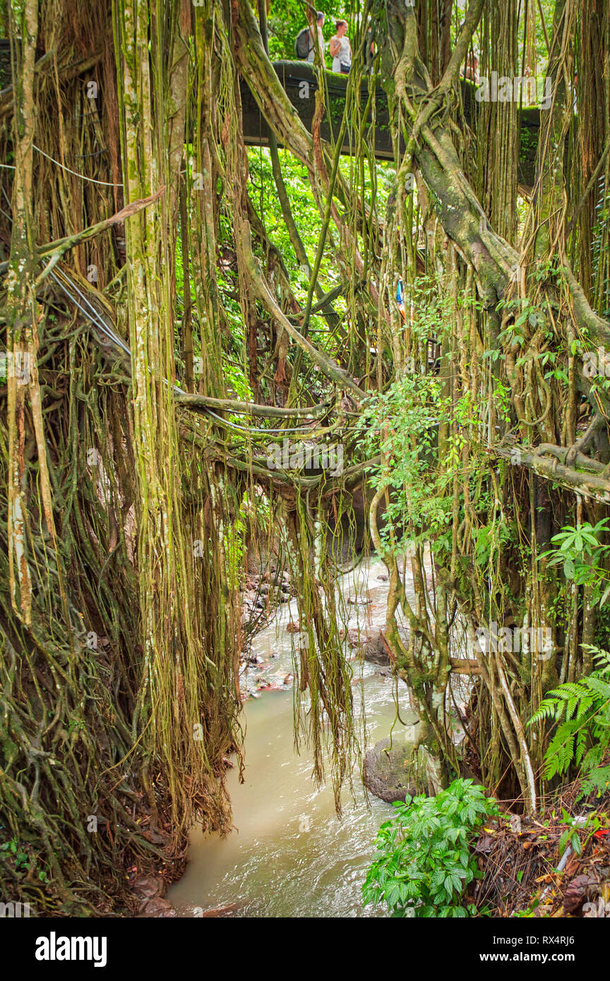 Sacred Monkey Forest Sanctuary à Ubud sur l'île de Bali en Indonésie Banque D'Images