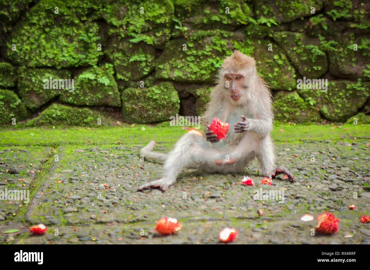 Macaque dans le sanctuaire de la forêt des singes sacrés à Ubud, sur l'île de Bali, en Indonésie Banque D'Images