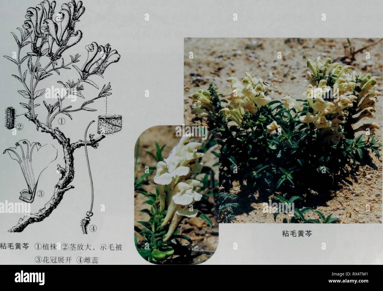 E er duo si zhi e er duo si zhi wu zhi eerduosizhiwuzhi02wuji Année : 2007.7 å ç"¨åaeéï¼åºé¯½Ae®å¥å½¢è³åå½ Ï¼å ¨ç¼ï¼aeä''-é"¨ä¥ä'æ¯ä¾§æ2-5ä'ªÄ§åçaeµ çé½'è èä¿¨' ä"¥ä'å''¨ç¼ï¼ä»¤å é¢è¢"ç-aeè¯æ'"ç-åºae¯aeae±ãè"ç¶ï¼é¡¶çï¼é¿3-l ï¼å èçae(Vm°¡ï¼è å½¢±æ¢ä'è± åºè½'è¢¯ï¼è ºae« ⇨ è¼å¼è¶æ±±é¿çº¦ï¼ç¾çé çº¦2,5 mm"ï¼è Irrrni ºae¯¢"è ï¼è ç²çº ãae±å¢·¡ç'"è³ç Èè²ï¼'"é¿2.2.9cm Ï¼å¤é¢è¢¯ï¼å ºae"è ç-åºé Èae²ï¼ä¨¿⇨ «åçç Ï¼å¯¶ç" ç¼ºï¼éé kroměříž®¢å¨åºé¨⇨¯ºAE ¢"è" ï¼ä åä'-¿åå½ è£çè¢ï¼è±ä'Ä'-é"¨ä¥ä'è¢ çaeae¯ï¼å«¿-ae 4è£ï¼è¡¨é¢ç ç¶çªèµ¤ï¼è·±çè Åï¼å¹³é¡¶ãè¥æ± toutes les 6-8 aeã çå¢åå'æ±ä'-çae çãçäºå¤±±å° é³å¡§äºéaeå¿aeé ãè å°å·'æ¯å±±åºã äºå¤èå'åå å·'å½¦æ·Å°å'ãé¿aeåçã aeµç¨ç"éae ¹ Banque D'Images