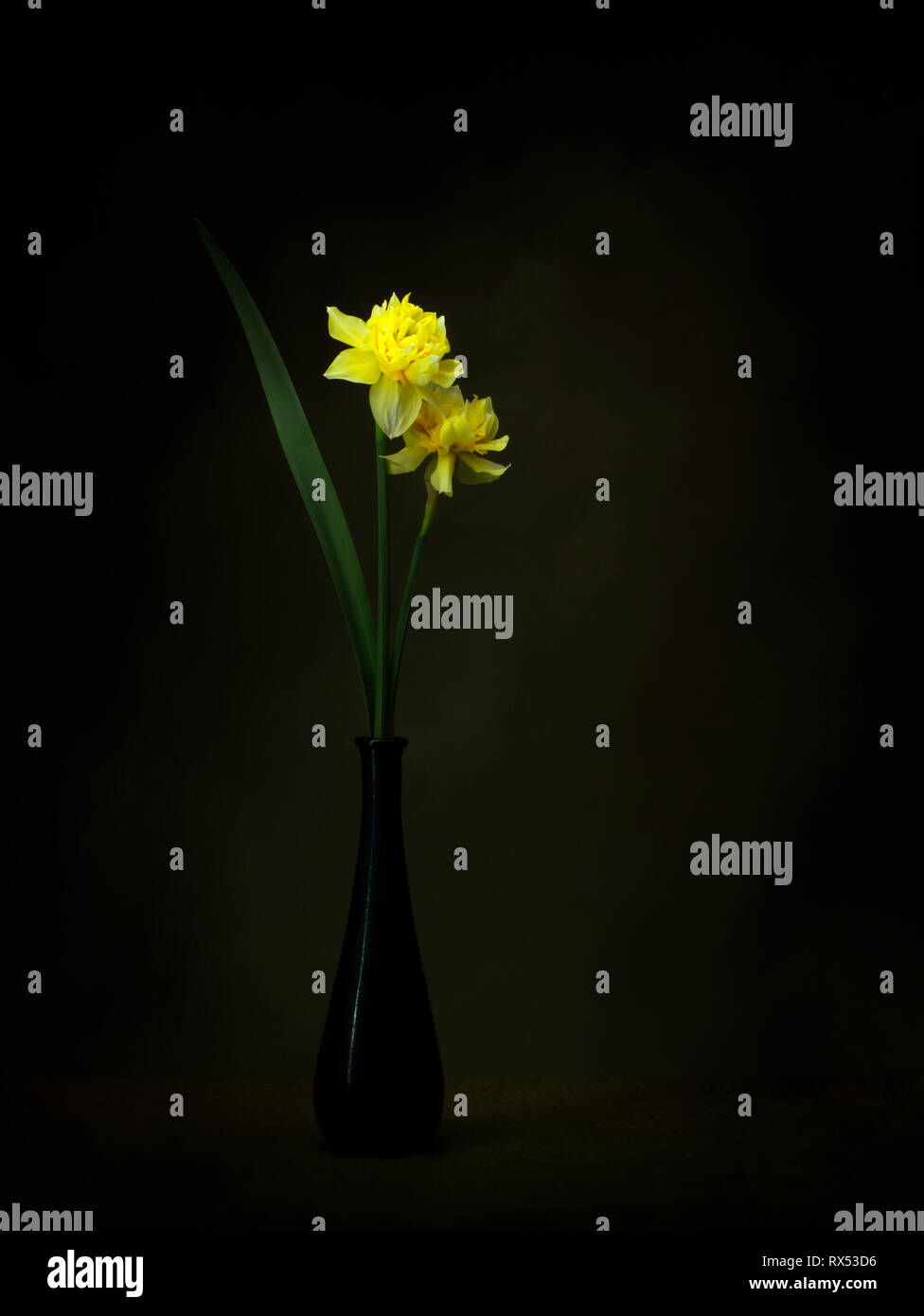 Belle fleur double, la jonquille narcissus fleurit encore la vie, dans un vase. Peinture lumière Chiaroscuro art. Banque D'Images Belle fleur double, la jonquille narcissus fleurit encore la vie, dans un vase. Peinture lumière Chiaroscuro art. Banque D'Images