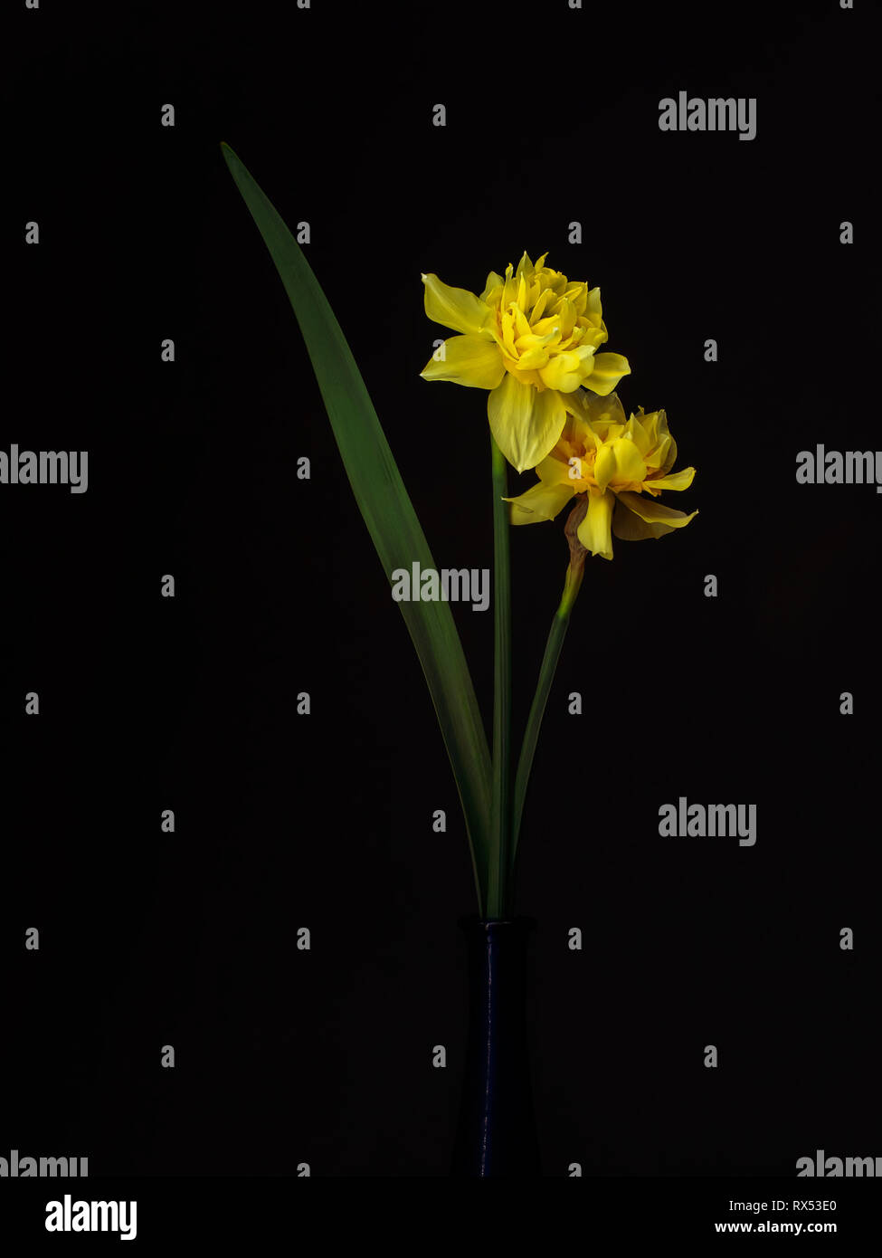 Belle fleur double, la jonquille narcissus fleurit encore la vie, dans un vase. Peinture lumière Chiaroscuro art. Banque D'Images Belle fleur double, la jonquille narcissus fleurit encore la vie, dans un vase. Peinture lumière Chiaroscuro art. Banque D'Images