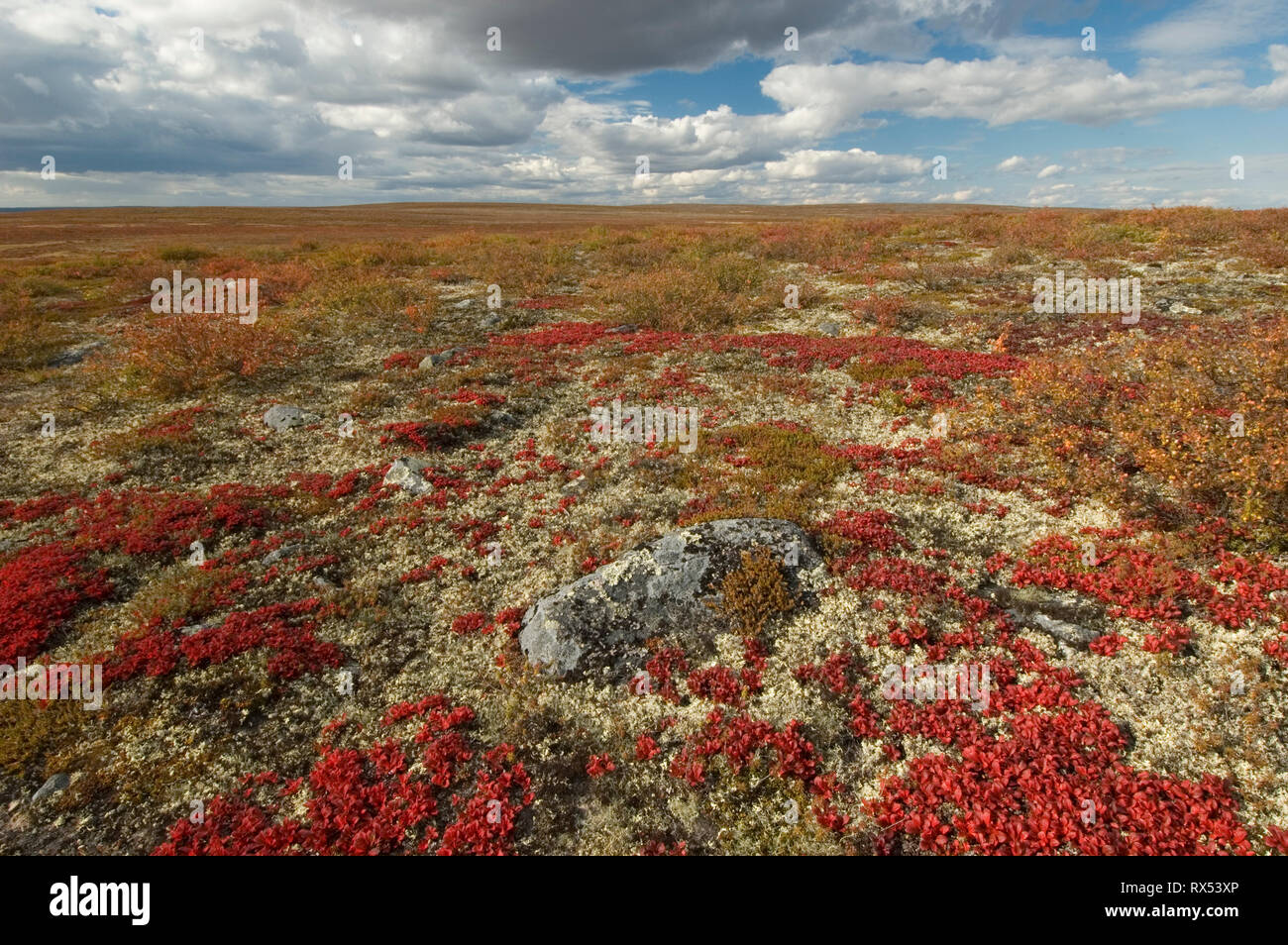 La toundra d'automne près de Whitefish Lake, Territoires du Nord-Ouest, Canada Banque D'Images