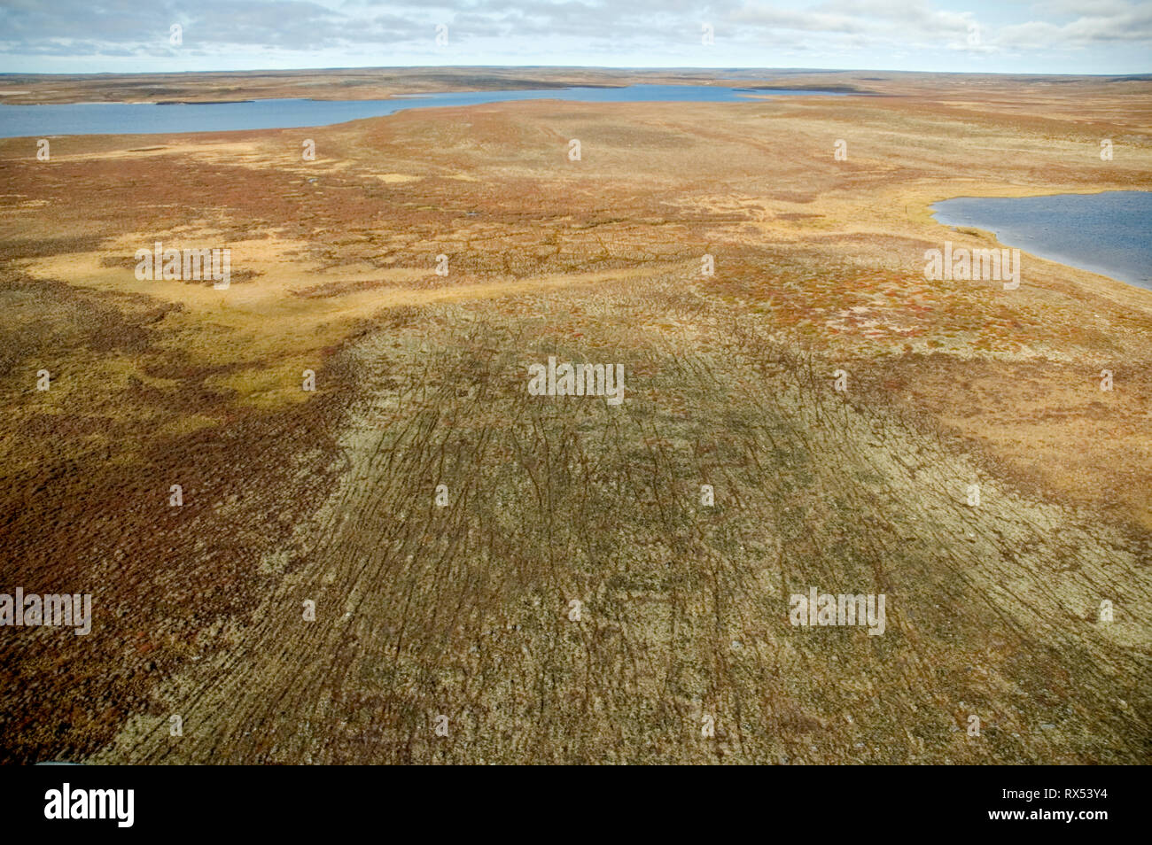 Paysage de toundra montrant traces laissées par les caribous, près de Whitefish Lake, Territoires du Nord-Ouest, Canada Banque D'Images
