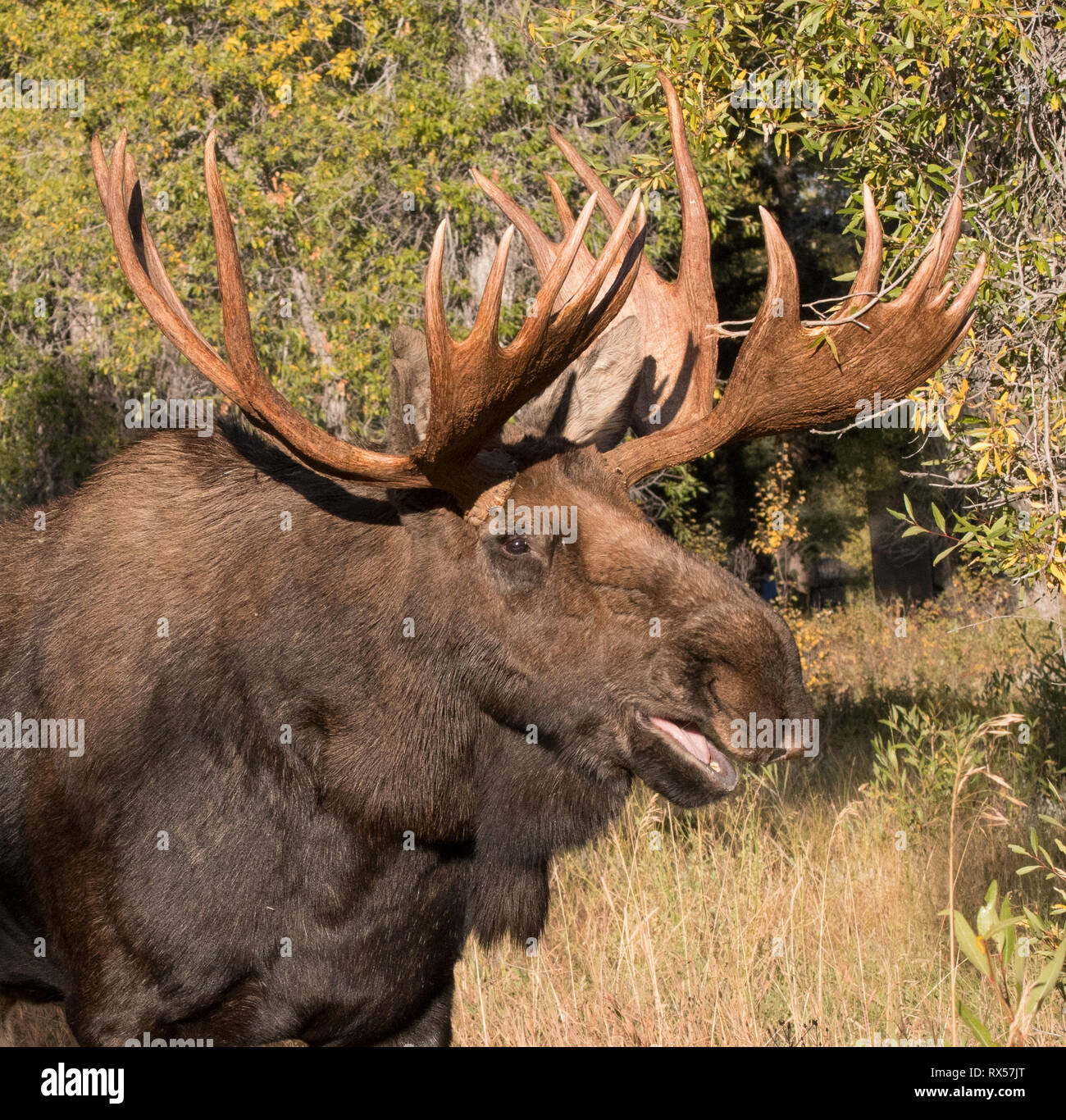 Des grognements Bull Shiras sherasi l'Orignal (Alces alces), Parc National de Grand Teton, Wyoming, l'automne. Banque D'Images
