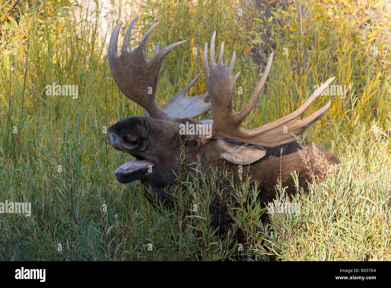 Le bâillement Bull Shiras sherasi l'Orignal (Alces alces), Parc National de Grand Teton, Wyoming, l'automne. Banque D'Images Le bâillement Bull Shiras sherasi l'Orignal (Alces alces), Parc National de Grand Teton, Wyoming, l'automne. Banque D'Images