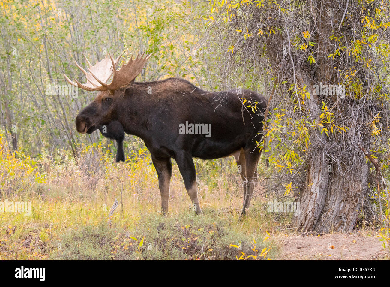 Shiras Bull l'Orignal (Alces alces) sherasi, Parc National de Grand Teton, Wyoming, l'automne. Banque D'Images