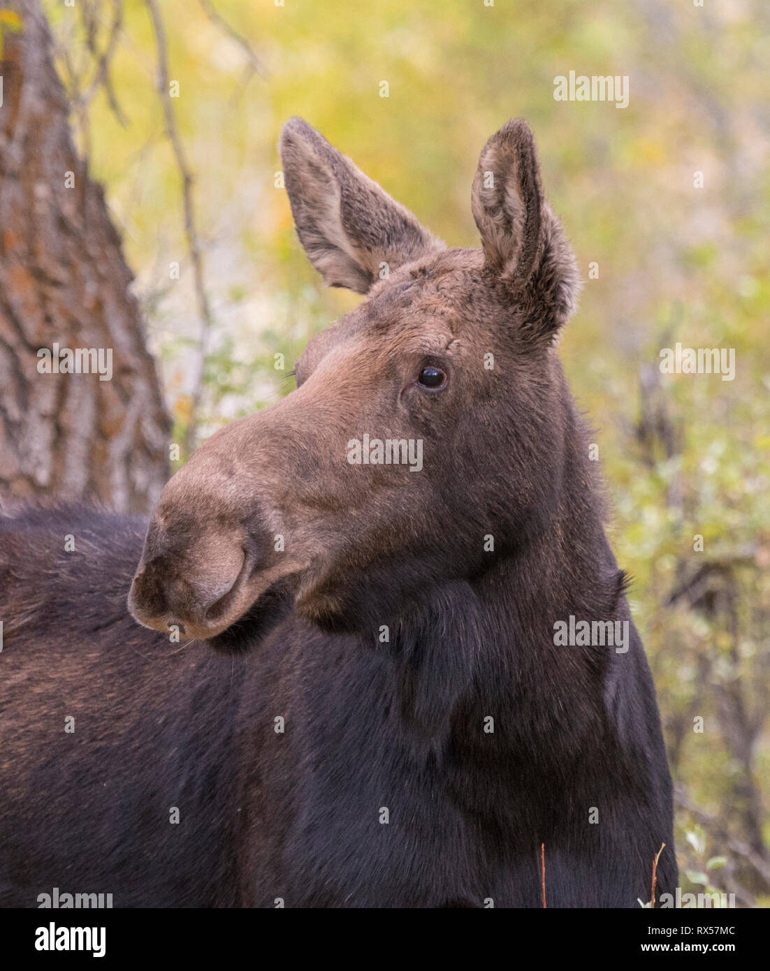 Shiras vache (femelle) de l'Orignal (Alces alces) sherasi, Parc National de Grand Teton, Wyoming, l'automne. Banque D'Images Shiras vache (femelle) de l'Orignal (Alces alces) sherasi, Parc National de Grand Teton, Wyoming, l'automne. Banque D'Images