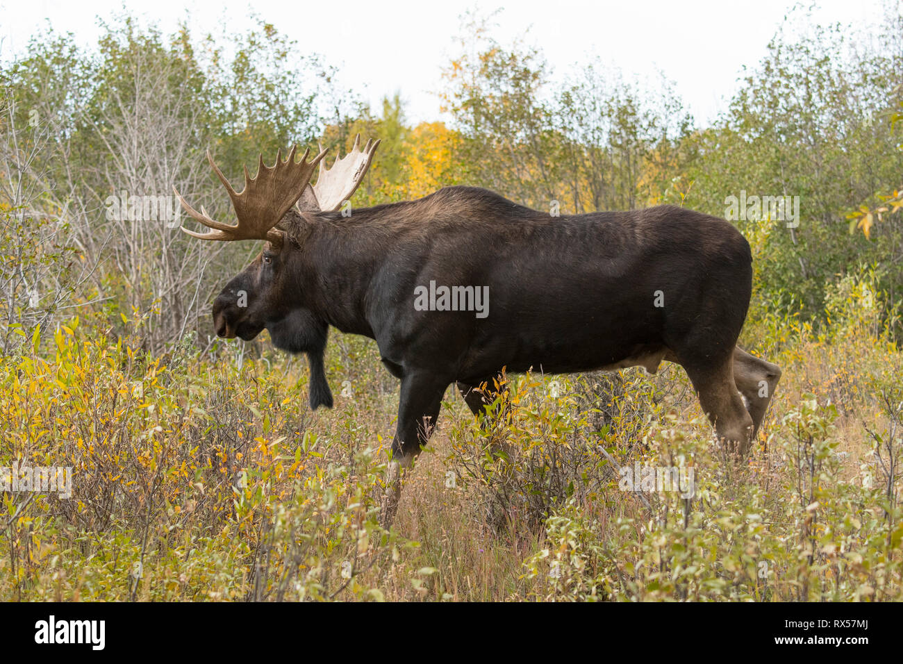 Shiras Bull l'Orignal (Alces alces) sherasi, Parc National de Grand Teton, Wyoming, l'automne. Banque D'Images