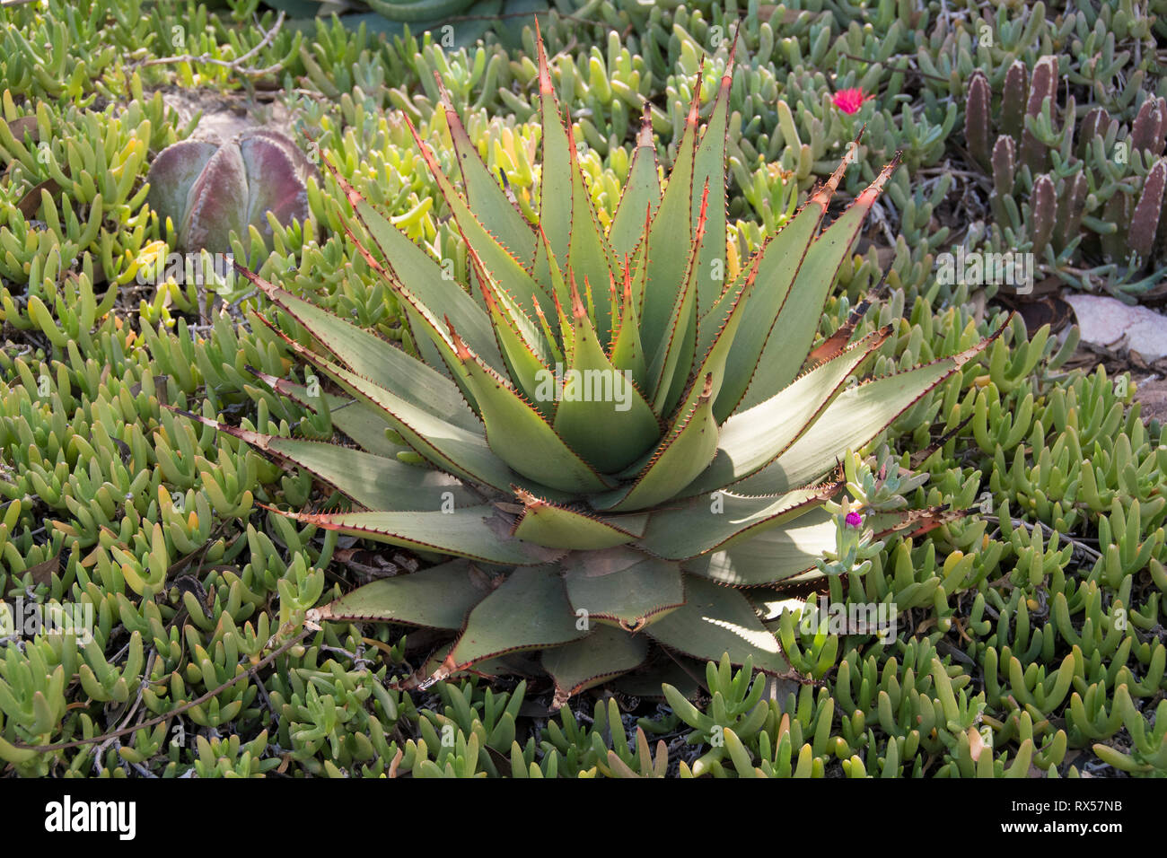 L'Aloe Vera, un succulent, désert de Sonora, près de Tucson, AZ Banque D'Images