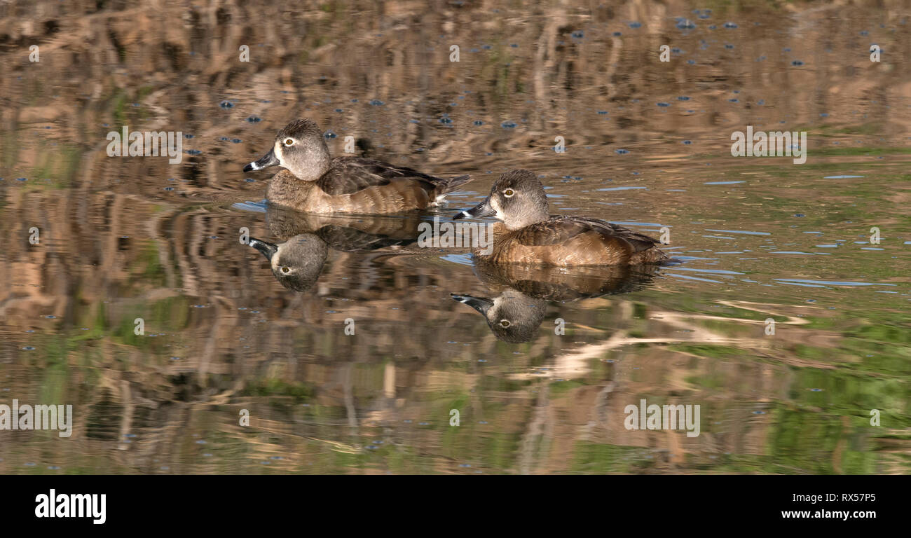 Les fuligules à dos blanc (Aythya collaris), un canard de plongée que l'on trouve couramment dans les étangs d'eau douce. Préserver les étangs bouillonnant (Audubon Society), Sedona, AZ. Banque D'Images