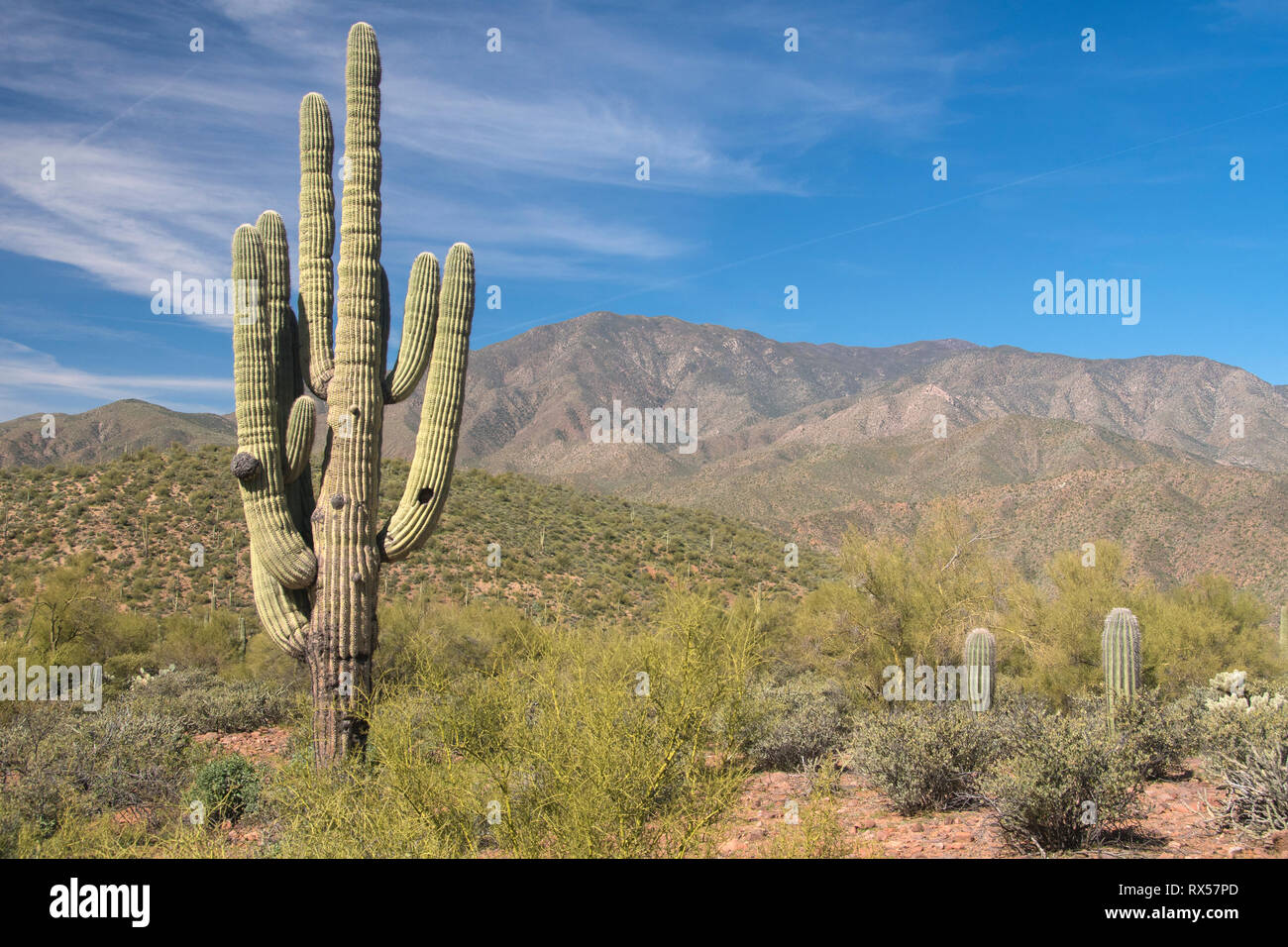 Cactus Saguaro (Carnegiea gigantea) le long de la Mile 40 Apache Trail, ou AZ 88 comme il est connu officiellement, avec Theodore Roosevelt Lake, serpente à travers les montagnes de la superstition et la Forêt Nationale de Tonto, Phoenix, AZ. Banque D'Images