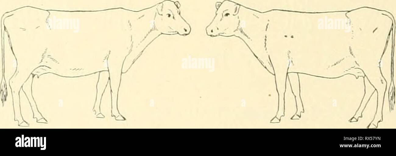 L'effet de la vaccination contre la tuberculose l'effet de la vaccination contre la tuberculose sur les bovins infectés de tuberculose n'effectoftubercul00poire Année : 1905 1903 1904 10. . 14 mars 3,5 ; réaction à la tuberculine c.c. 103,8° F. ' 21. 0,0039 grm le bacille tuberculeux humain, par voie intraveineuse ' 27 1.0 c.g à remous erculin réaction à 104,6° F. ' 291,5 à 102,6° c.g ' F. Le 5 avril. 8 10. 16. 2.0 cc. 2,5 3,0 c.c. c.c. 3.5 cc. ' À 102,8 °F à 103,2 °F à 102,6 °F à 103,0 °F ' EST. 0,0052 grm. les droits de l'bacille tuberculeux, intraveineuse ' 23. C.c. 0,5 ; réaction à la tuberculine 102,8° F. ' 27. 1.0 cc. ' ' À 102,4° F. ' 30 Banque D'Images