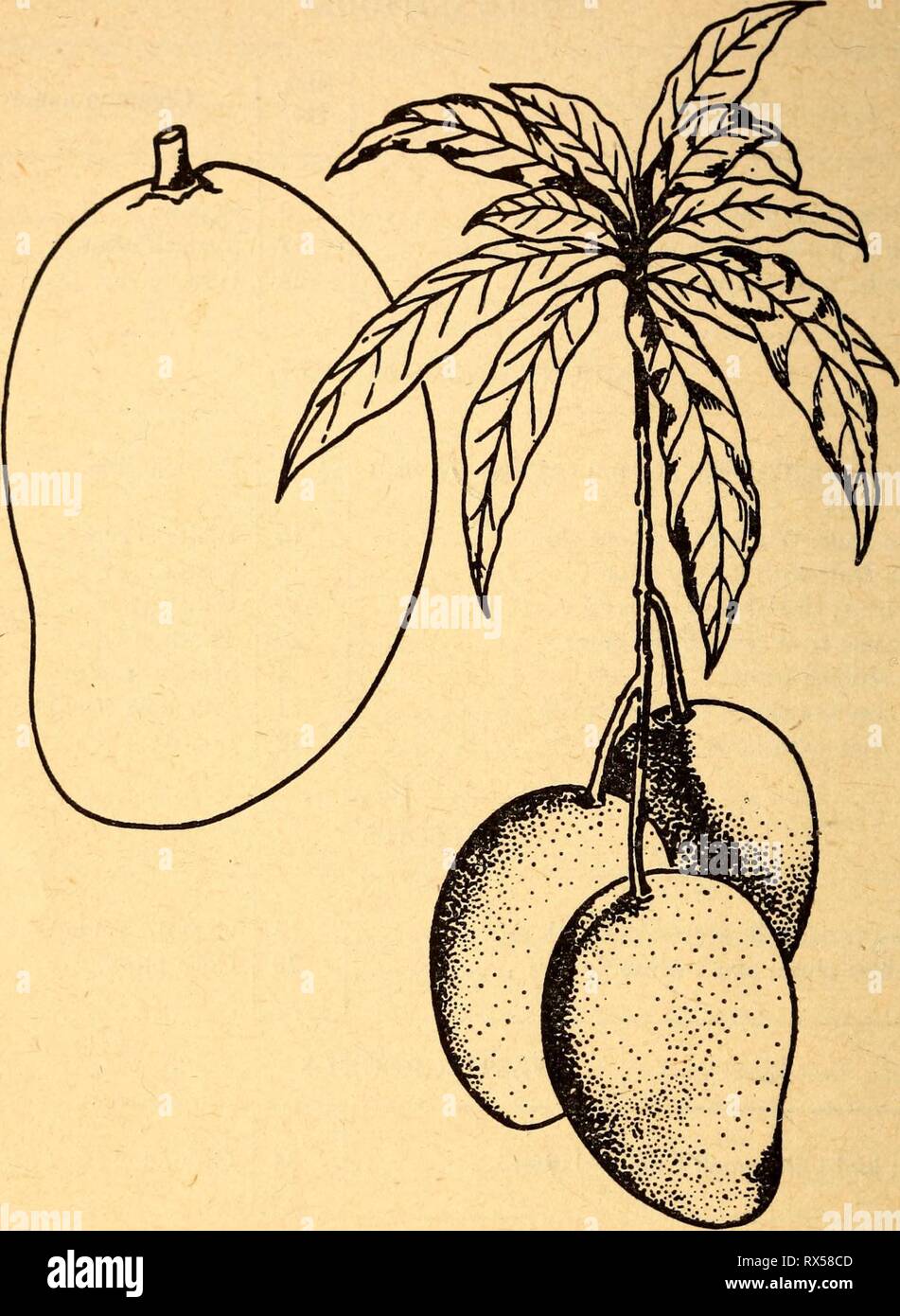 Les plantes toxiques et comestibles de plantes comestibles et plantes toxiques de la région des Caraïbes ediblepoisonousp00dahl Année : 1944 10 Illustrations de fruits spécifiques 1. Mangue Mangifera indica mangues sont comestibles sauf pour leur peau qui se boursouflent la lèvres. Elles peuvent être mangées crues ou cuites. Les fruits sont de saison, de février à avril. Les grands manguiers sont souvent cultivés, mais ils poussent dans la zone du Canal. Les fruits mûrs sont soit teintée de vert ou rouge et ont une chair juteuse sucré. Bien qu'il existe de nombreux largement différentes variétés de mangues, la plupart des sortes cultivées sont très Banque D'Images