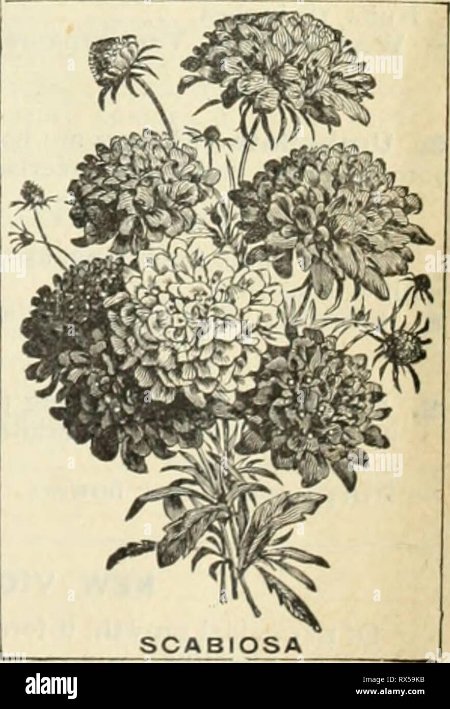 E H Hunt seedsman seedsman E. H. Hunt : ehhuntseedsman1894hunt Année : 1894 SCABIOSA. (Deuil mariée.) l'ancien et bien connu S-.j'cr/ .SaMoit.t n'est pas aussi généralement cultivées qu'elle mérite. La double parfaitement fiowers sont utiles pour la coupe. H. A. S. mixte allemand splendide. Hauteur, 2 pieds de toutes les couleurs. Â Double Nain habitude pacte mixtes. Les plantes de maïs - Grande fleur double. Nouveau, de plus en plus hautes s()RT&gt ; produire des fleurs de grande taille 5 Candidissima. Doubl e blanc pur, je ft 5 Boule de neige. Une nouvelle et grande tlowering, double |nièvre variété blanche. Un grand tri. 10 Caucasica. (Hardy .Scabiosa.) L'un des Banque D'Images