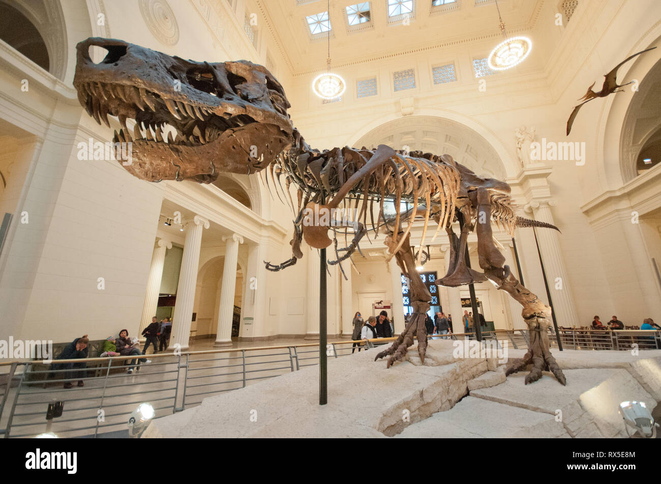 Amérique latine, États-Unis, Illinois, Chicago, le musée Field d'Histoire Naturelle, Sue, le Tyrannosaurus rex combustibles Banque D'Images