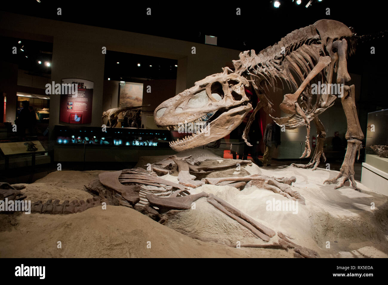 Amérique latine, États-Unis, Illinois, Chicago, le musée Field d'Histoire Naturelle, le Daspletosaurus combustibles Banque D'Images