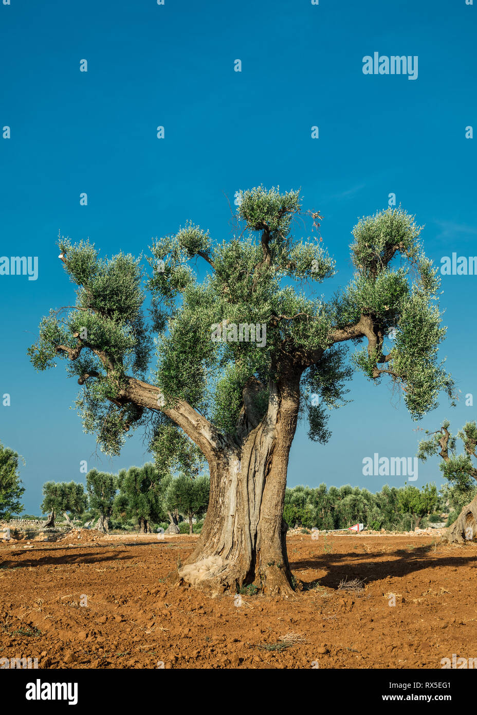 Plantation olive méditerranéenne avec un vieil olivier au premier plan. Banque D'Images