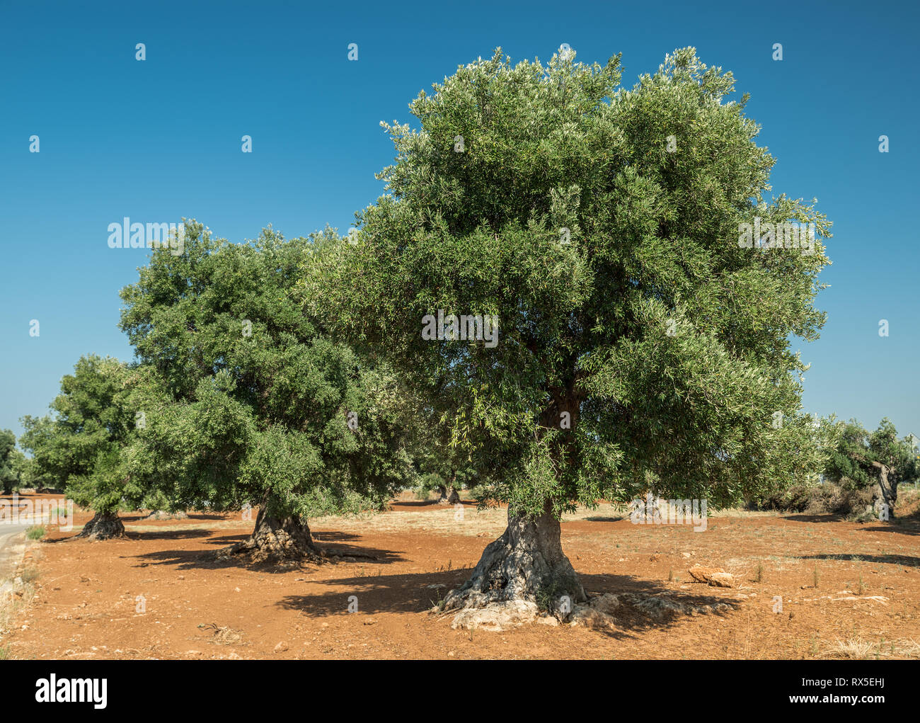 Plantation olive méditerranéenne avec un vieil olivier au premier plan. Banque D'Images