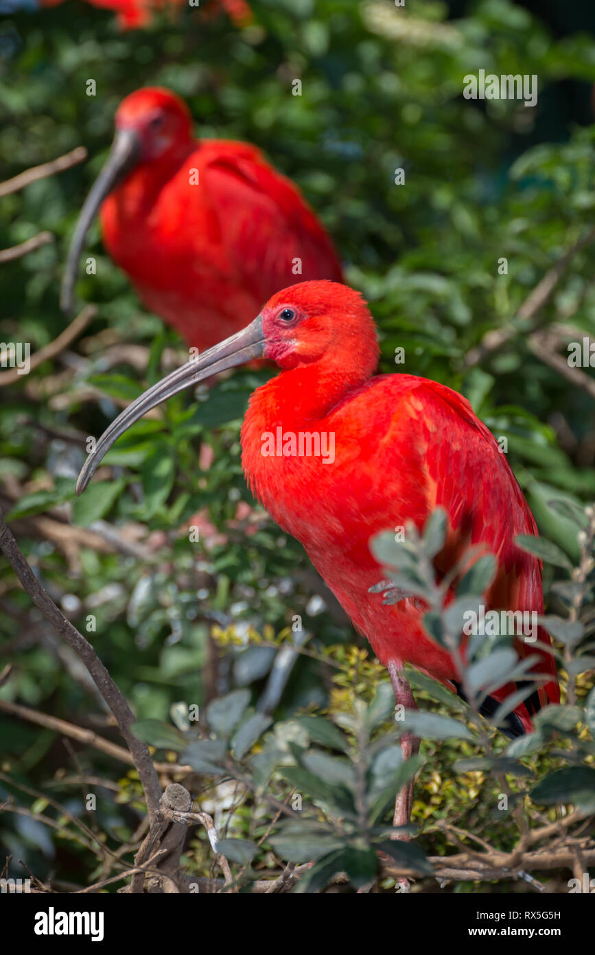 L'Europe, Italie, Rome, le Bioparco, Eudocimus ruber, Ibis Rouge Banque D'Images