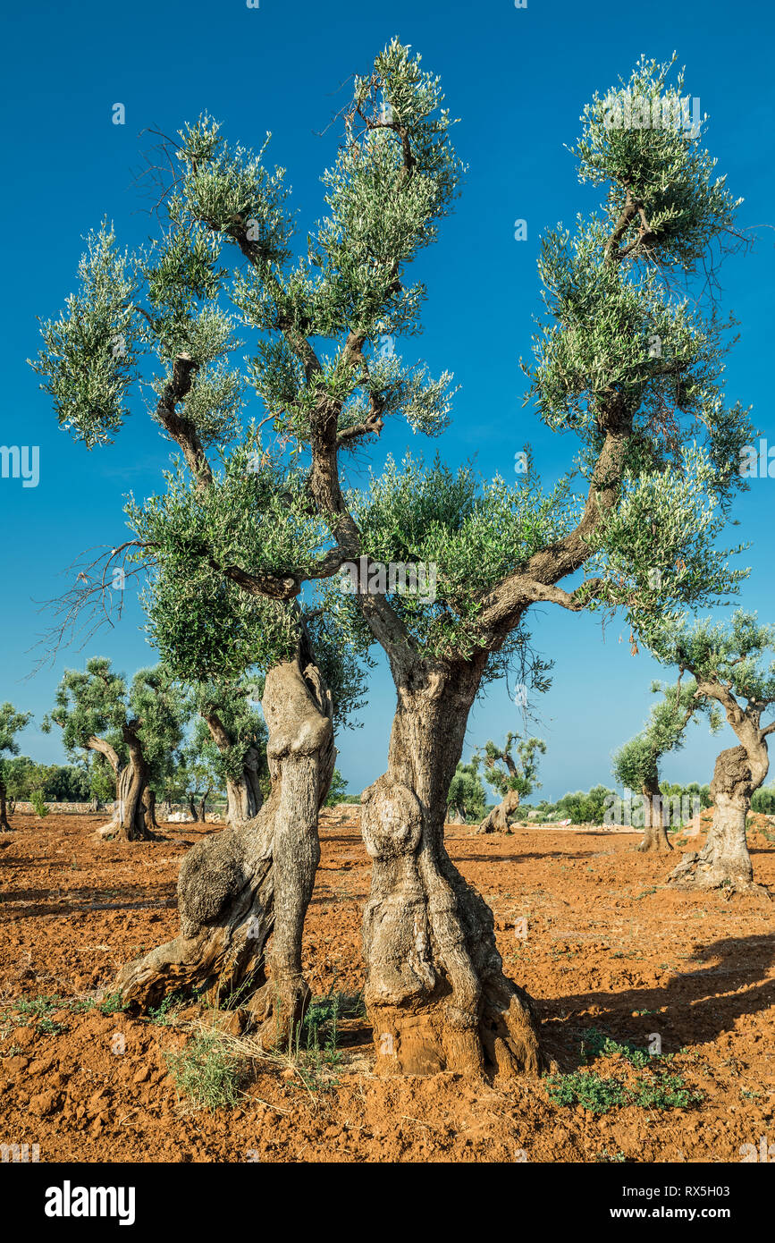 Plantation olive méditerranéenne avec un vieil olivier au premier plan. Banque D'Images