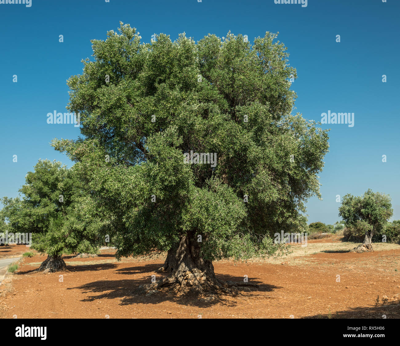 Plantation olive méditerranéenne avec un vieil olivier au premier plan. Banque D'Images